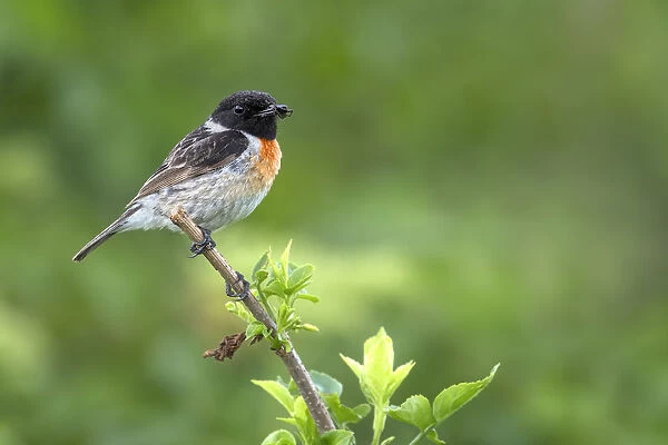 European Stonechat (Saxicola rubicola) perched on a branch with spider in its beak