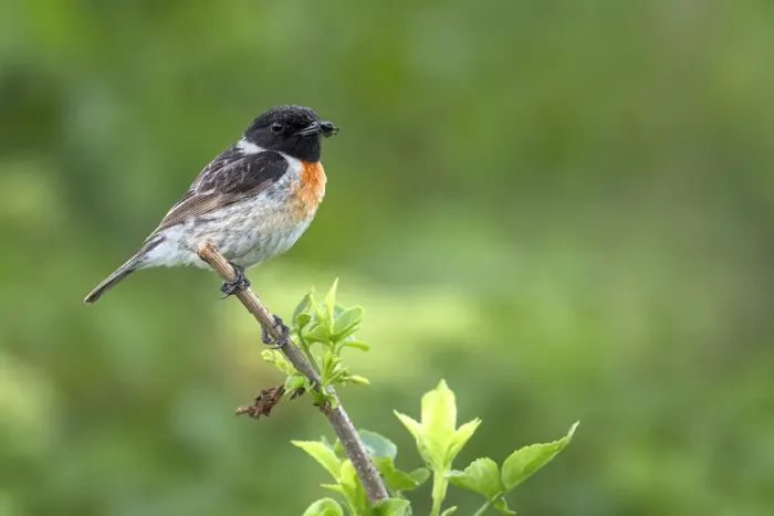 Framed Print : European Stonechat (Saxicola rubicola) perched on a branch with spider in its beak Framed Print : European Stonechat (Saxicola rubicola) perched on a branch with spider in its beak