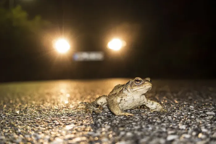 Framed Print : European Toad (Bufo bufo) crossing road, Bavaria, Germany Framed Print : European Toad (Bufo bufo) crossing road, Bavaria, Germany