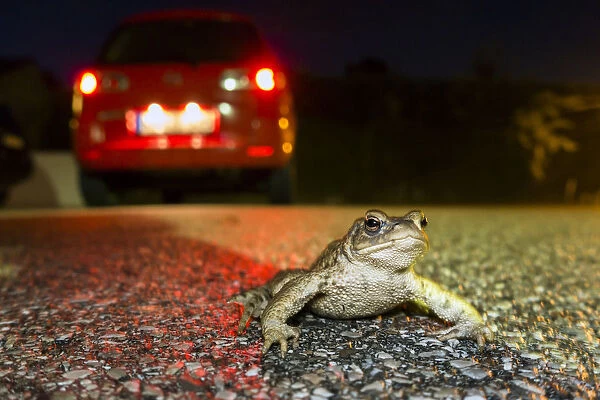 European Toad (Bufo bufo) crossing road, Bavaria, Germany