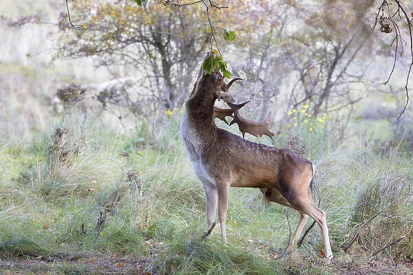 Fallow deer male (Dama dama) foraging on Oak (Quercus sp), The Netherlands, Noord-Holland