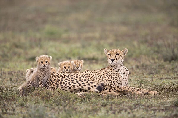 Female cheetah (Acinonyx jubatus) resting on a grassy plain with her five cubs looking