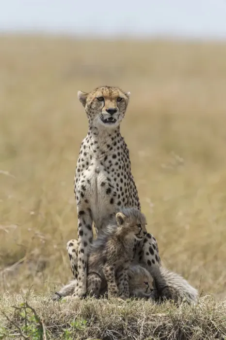 Framed Print : Female Cheetah (Acinonyx jubatus) and her two cubs on the lookout, Kenya, Narok County Framed Print : Female Cheetah (Acinonyx jubatus) and her two cubs on the lookout, Kenya, Narok County