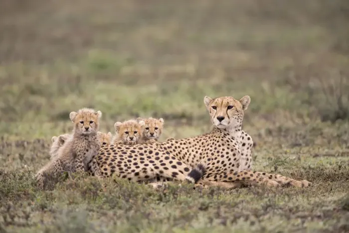 Framed Print : Female cheetah (Acinonyx jubatus) resting on a grassy plain with her five cubs looking Framed Print : Female cheetah (Acinonyx jubatus) resting on a grassy plain with her five cubs looking