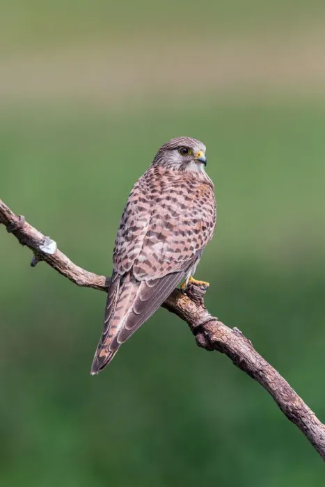Framed Print : Female Common Kestrel (Falco tinnunculus) perching on a branch, Hortobagy National Park, Hortobagy, Hungary Framed Print : Female Common Kestrel (Falco tinnunculus) perching on a branch, Hortobagy National Park, Hortobagy, Hungary