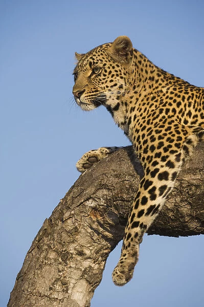 Female Leopard (panthera pardus) perched in a tree at sunrise, South Africa, Mpumulanga