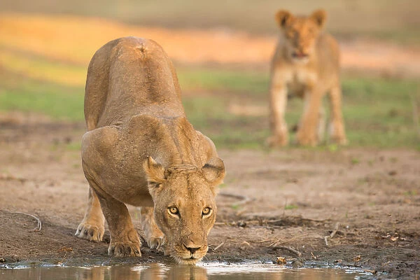 Female Lion (Panthera leo) drinking with cub approaching in background, Zimbabwe