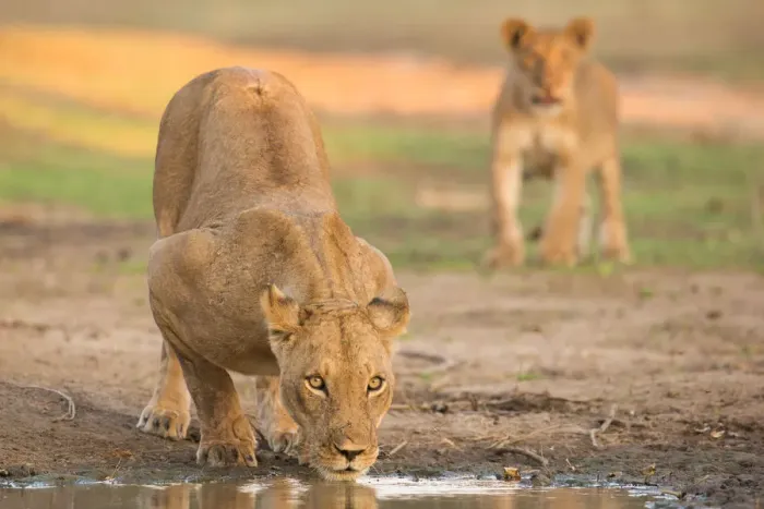 Framed Print : Female Lion (Panthera leo) drinking with cub approaching in background, Zimbabwe Framed Print : Female Lion (Panthera leo) drinking with cub approaching in background, Zimbabwe