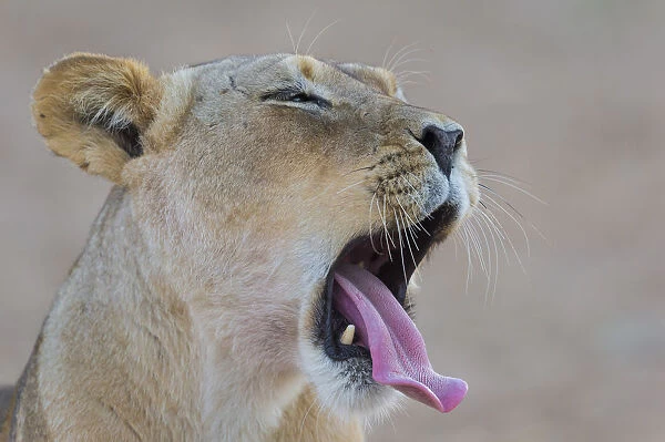 Female Lion (Panthera leo) yawning portrait, South Africa, Northern Cape