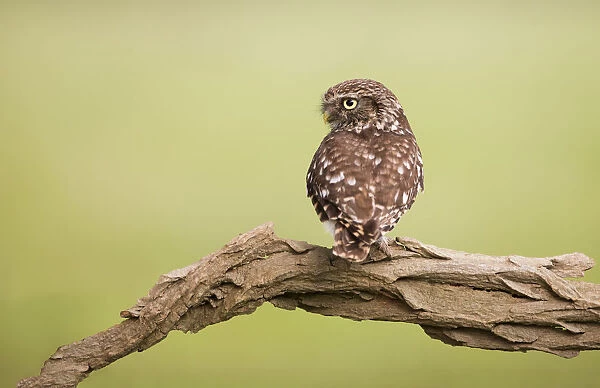 Female Little Owla(Athene noctua) perched on a branch, Noord-Holland, The Netherlands