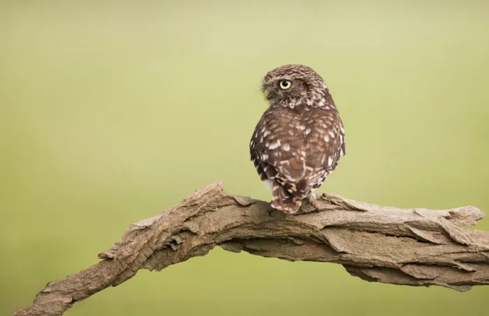 Framed Print : Female Little Owla(Athene noctua) perched on a branch, Noord-Holland, The Netherlands Framed Print : Female Little Owla(Athene noctua) perched on a branch, Noord-Holland, The Netherlands