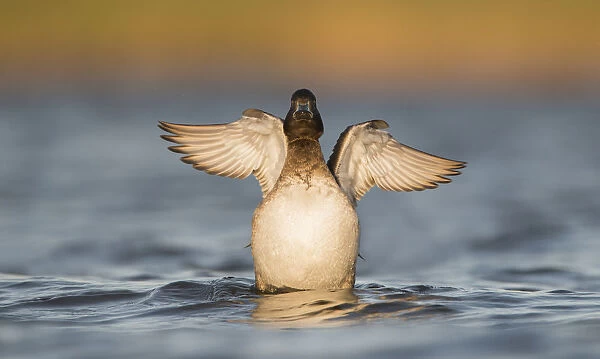 Female tufted duck (Aythya fuligula) stretching wings, The Netherlands, Noord-Holland
