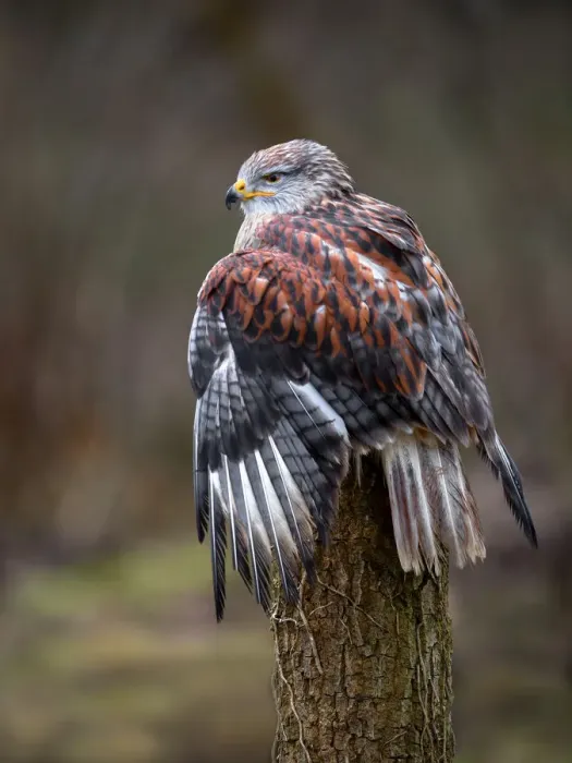 Framed Print : Ferruginous Hawk (Buteo Regalis) perched on a treestump, looking over his shoulder Framed Print : Ferruginous Hawk (Buteo Regalis) perched on a treestump, looking over his shoulder