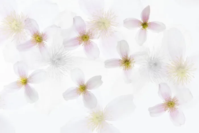 Framed Print : Floral pattern in high key Framed Print : Floral pattern in high key