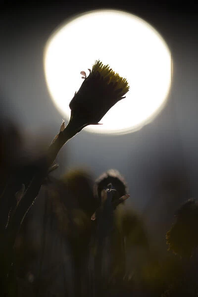 flowering Coltsfoot (Tussilago farfara) in reflected sun, The Netherlands, Noord-Holland
