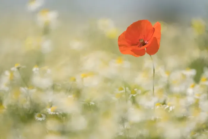 Framed Print : Flowering poppy in a field of wildflowers Framed Print : Flowering poppy in a field of wildflowers