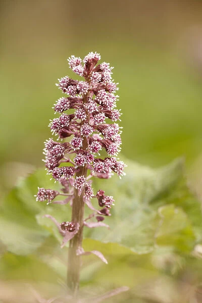 Flowers of a Butterbur (Petasites hybridus), gelderland, the Netherlands