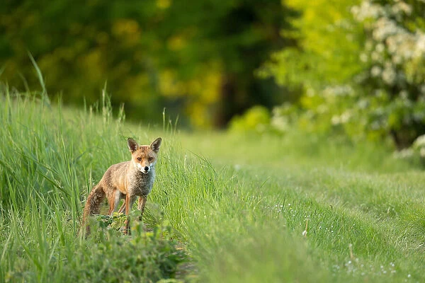 Fox on grassy bank of reservoir, Woodberry Wetlands, London, UK