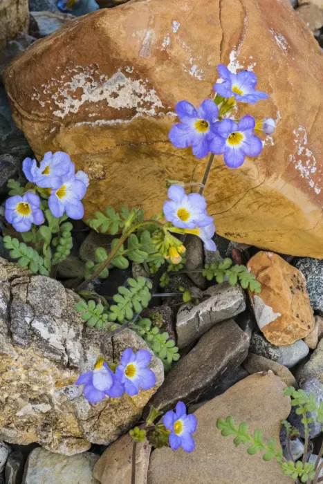 Framed Print : Fremonts Phacelia (Phacelia fremontii) flowers, Death Valley National Park Framed Print : Fremonts Phacelia (Phacelia fremontii) flowers, Death Valley National Park