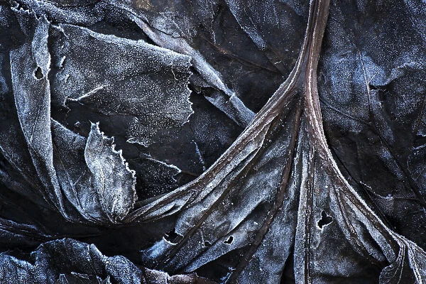 Frost on dead leaves and plants on forestfloor, Haute Savoie, France
