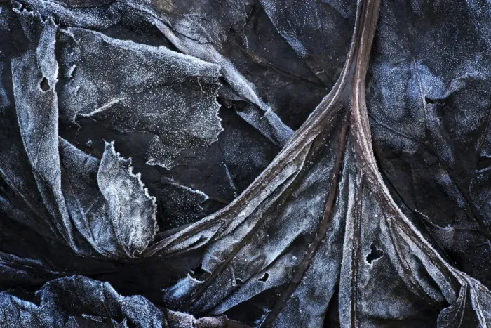 Framed Print : Frost on dead leaves and plants on forestfloor, Haute Savoie, France Framed Print : Frost on dead leaves and plants on forestfloor, Haute Savoie, France