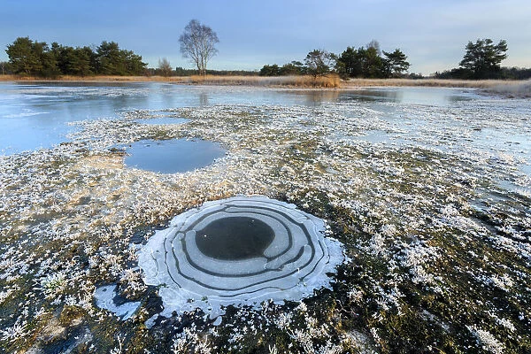 Frozen fen in a winter landscape, Buurserzand, Overijssel, The Netherlands