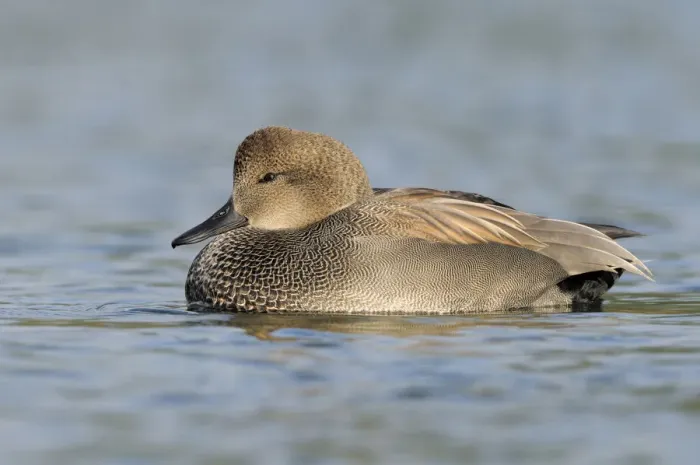 Framed Print : Gadwall (Mareca strepera) male, British Columbia, Canada Framed Print : Gadwall (Mareca strepera) male, British Columbia, Canada