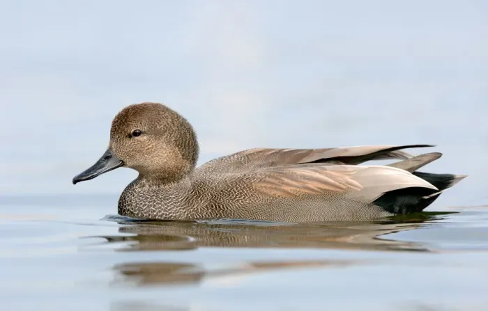 Framed Print : Gadwall (Mareca strepera) male, Texas, USA Framed Print : Gadwall (Mareca strepera) male, Texas, USA