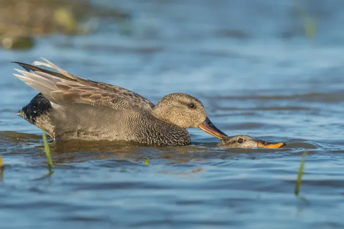 Framed Print : Gadwall (Mareca strepera) mating pair, Schleswig-Holstein, Germany Framed Print : Gadwall (Mareca strepera) mating pair, Schleswig-Holstein, Germany