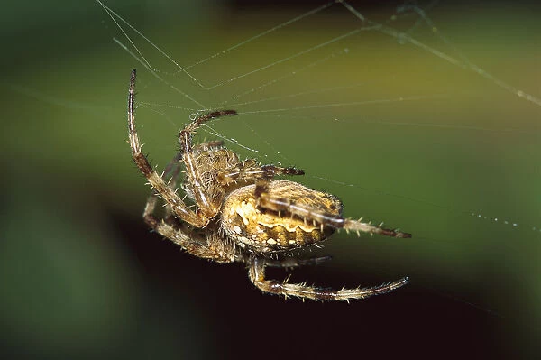 Garden Spider (Araneus diadematus) in web, Temperate North America