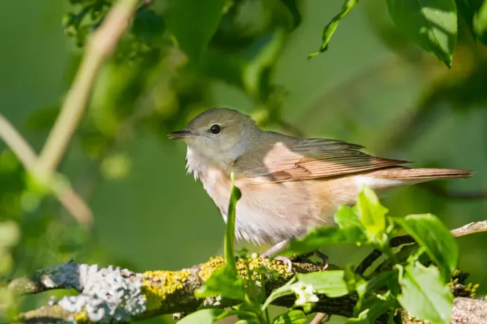 Framed Print : Garden Warbler (Sylvia borin), Baden-Wuerttemberg, Germany Framed Print : Garden Warbler (Sylvia borin), Baden-Wuerttemberg, Germany