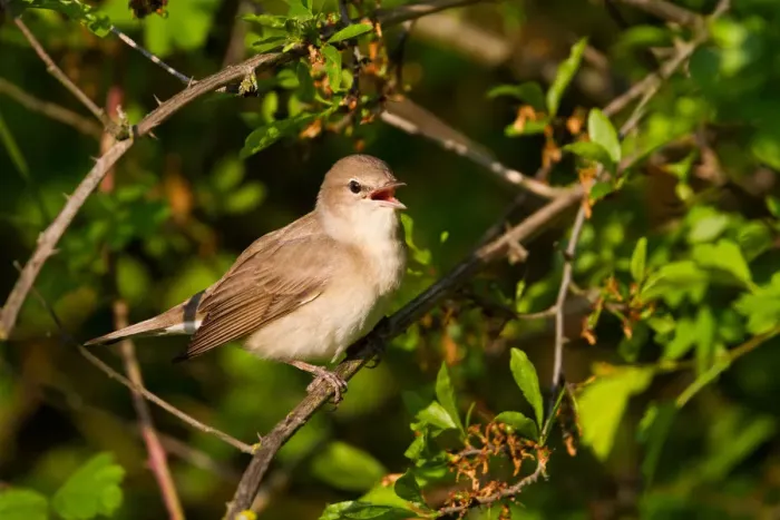 Framed Print : Garden Warbler (Sylvia borin) singing, Baden-Wuerttemberg, Germany
