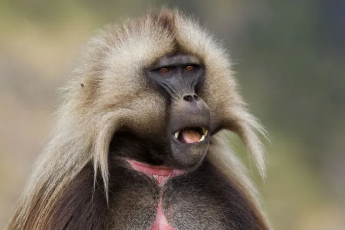 Framed Print : Gelada Baboon (Theropithecus gelada) opening its mouth, Simien Mountains National Park, Ethiopia Framed Print : Gelada Baboon (Theropithecus gelada) opening its mouth, Simien Mountains National Park, Ethiopia