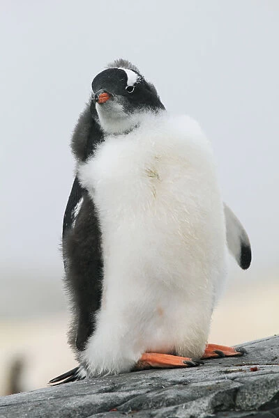 Gentoo Penguin (Pygoscelis papua) chick in molt, Antarctic Peninsula, Antarctica