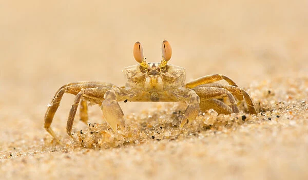 Ghost crab (Ocypode brevicornis) sitting next to its burrow, Yala national park, Sri Lanka