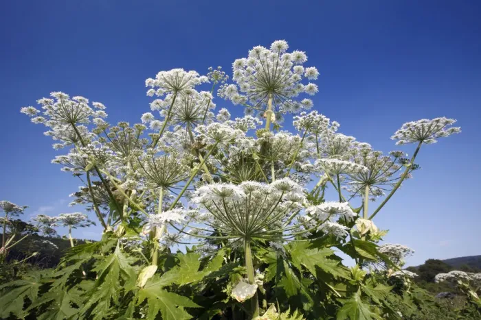 Framed Print : Giant Hogweed (Heracleum mantegazzianum) flowering, invasive weed, Bursfelde, Lower Saxony Framed Print : Giant Hogweed (Heracleum mantegazzianum) flowering, invasive weed, Bursfelde, Lower Saxony