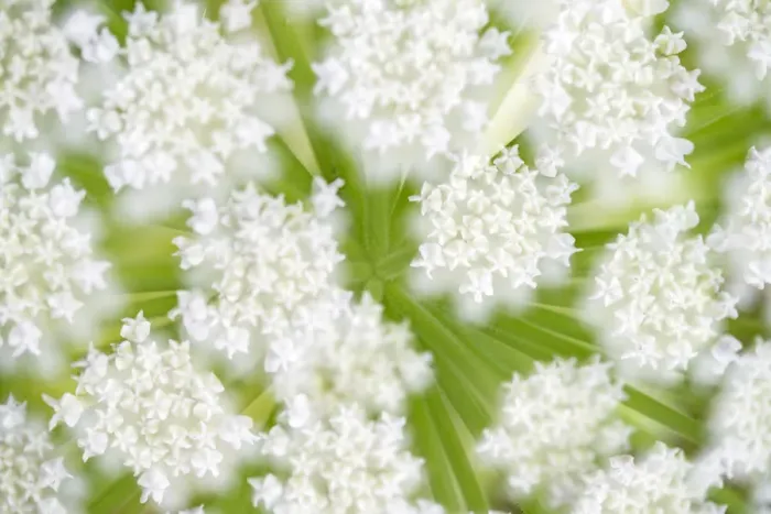Framed Print : Giant Hogweed (Heracleum mantegazzianum) flowers in the bud in close up, Noord-Holland Framed Print : Giant Hogweed (Heracleum mantegazzianum) flowers in the bud in close up, Noord-Holland