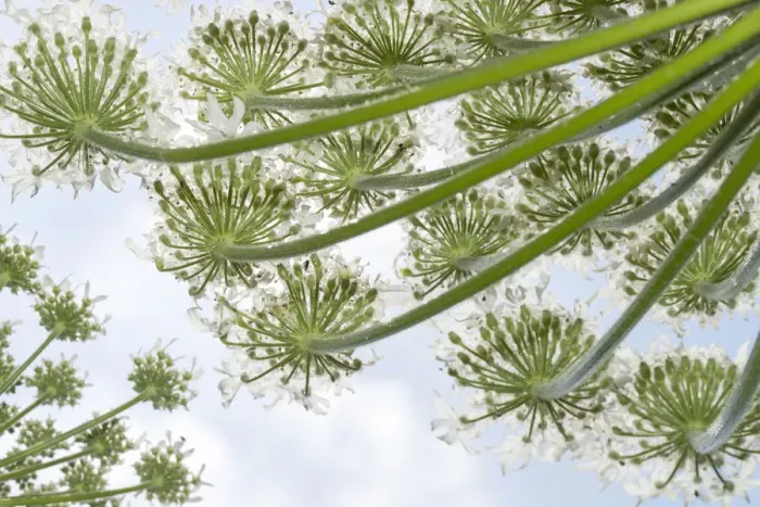 Framed Print : Giant Hogweed (Heracleum mantegazzianum) flowers seen below, Noord-Holland Framed Print : Giant Hogweed (Heracleum mantegazzianum) flowers seen below, Noord-Holland
