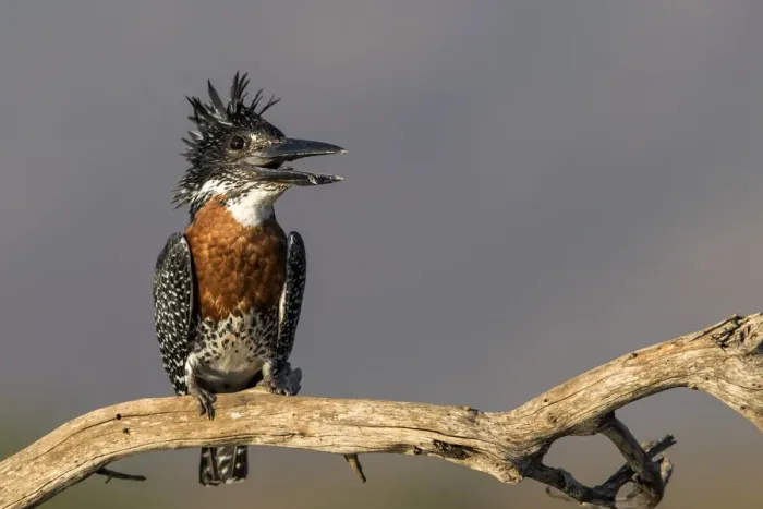 Framed Print : Giant Kingfisher (Megaceryle maxima) perched on a branch with open bill, Zimanga Game Reserve, Kwa Zulu Natal, South Africa Framed Print : Giant Kingfisher (Megaceryle maxima) perched on a branch with open bill, Zimanga Game Reserve, Kwa Zulu Natal, South Africa