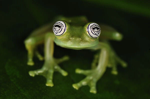 Glass Frog (Centrolenidae), San Cipriano, Colombia