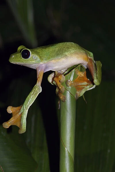 Gliding Leaf Frog (Agalychnis spurrelli) stretching leg, Costa Rica