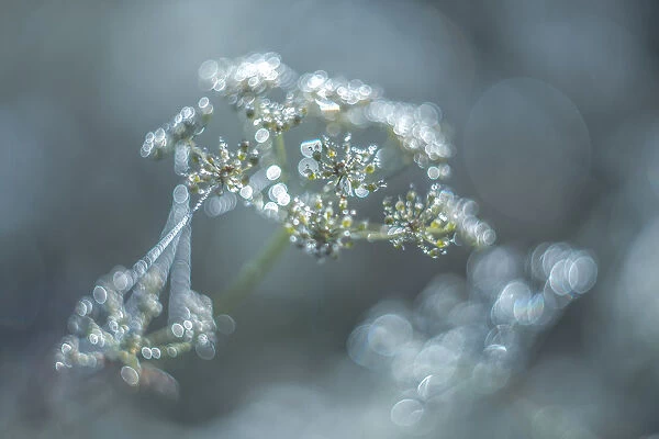 Glimmering dew drops on flower and spider web in the early morning light