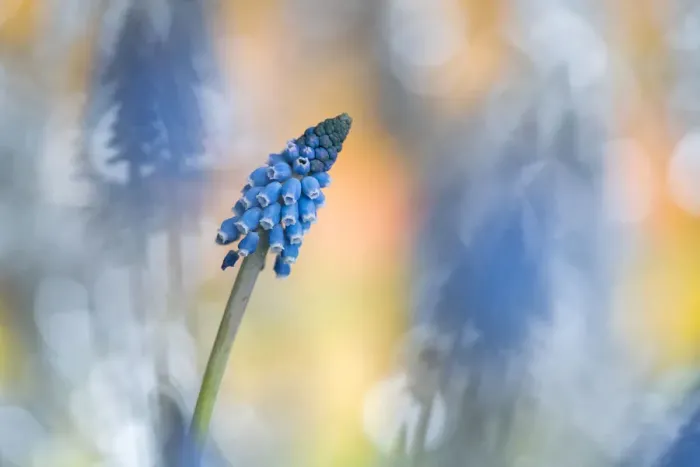 Framed Print : Grape Hyacinth (Muscari botryoides) flower Framed Print : Grape Hyacinth (Muscari botryoides) flower
