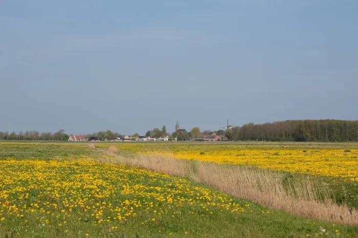 Framed Print : grassland covered with wildflowers, Friesland, Anjum, The Netherlands Framed Print : grassland covered with wildflowers, Friesland, Anjum, The Netherlands