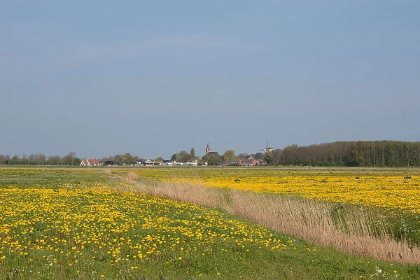 grassland covered with wildflowers, Friesland, Anjum, The Netherlands