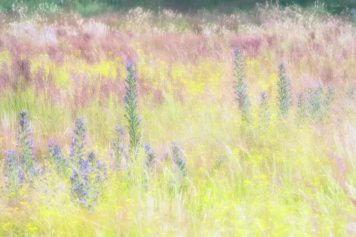 Framed Print : Grassland with flowering wildflowers, Amsterdamse Waterleidingduinen, The Netherlands Framed Print : Grassland with flowering wildflowers, Amsterdamse Waterleidingduinen, The Netherlands