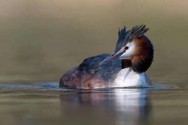 Great Crested Grebe (Podiceps cristatus) swimming, Zuid-Holland, The Netherlands