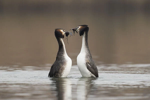 Great Crested Grebe (Podiceps cristatus) couple dancing on the water with nesting