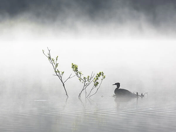 Great Crested Grebe (Podiceps cristatus) adult on its nest on a mist-covered lake, Stover Country Park, Devon, United Kingdom
