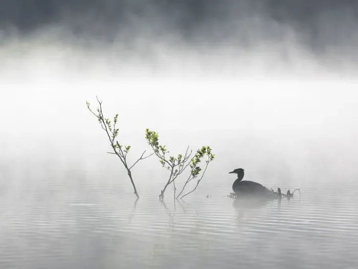 Framed Print : Great Crested Grebe (Podiceps cristatus) adult on its nest on a mist-covered lake, Stover Country Park, Devon, United Kingdom Framed Print : Great Crested Grebe (Podiceps cristatus) adult on its nest on a mist-covered lake, Stover Country Park, Devon, United Kingdom